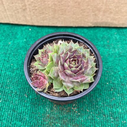 Sempervivum