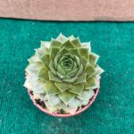 Sempervivum