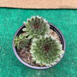 Sempervivum