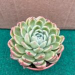 Echeveria Amabile