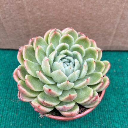 Echeveria Amabile