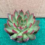 Agavoides