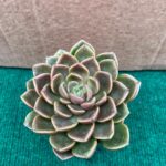 Echeveria Gallo