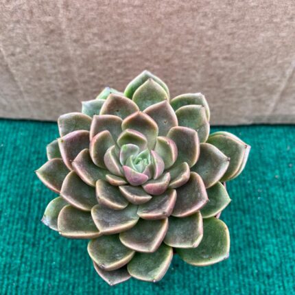 Echeveria Gallo