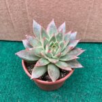 Echeveria Tebas