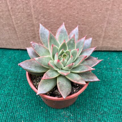 Echeveria Tebas