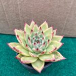 Echeveria Agavoides Ebony