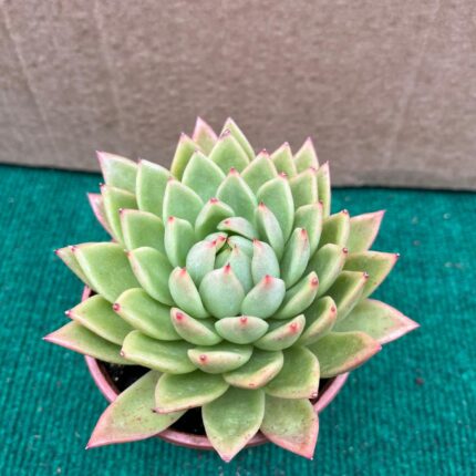 Agavoides