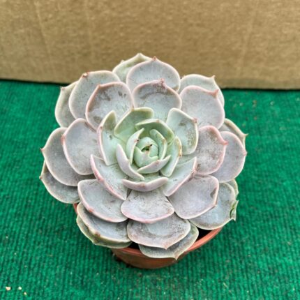 Echeveria Lotus