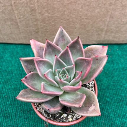 Agavoides