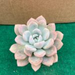 Echeveria Opalina- 10,5 cm c/ Vaso
