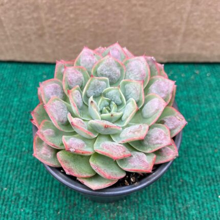Echeveria Raindrops