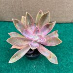 Graptoveria Fred Ives