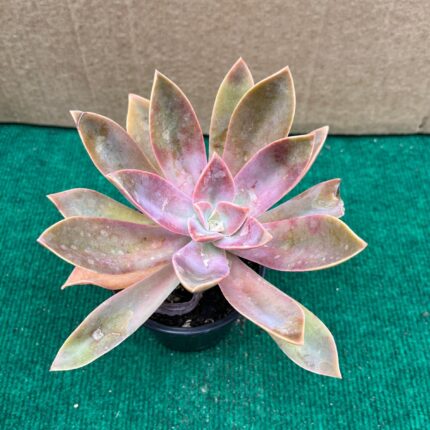 Graptoveria Fred Ives