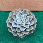 echeveria