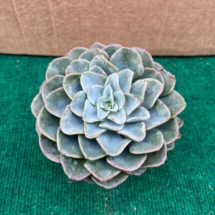 echeveria