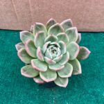 Echeveria Emerald