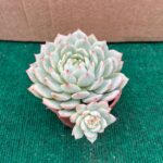 Echeveria