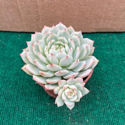 Echeveria