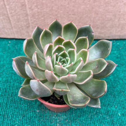 Echeveria Mira