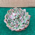 Echeveria