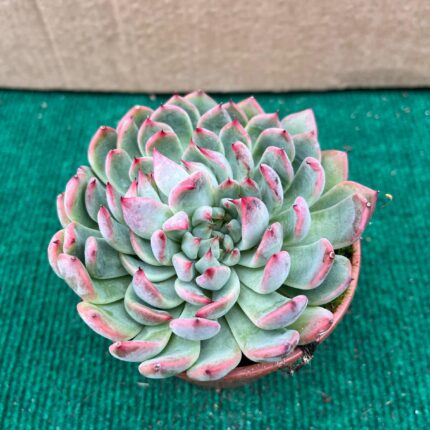 Echeveria