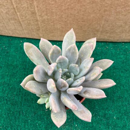 Echeveria Draco