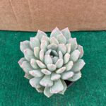 Echeveria Corvus