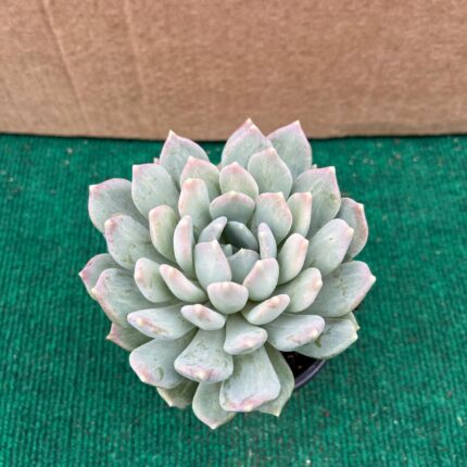 Echeveria Corvus