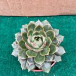 Echeveria Parva
