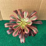 Aeonium Chanel