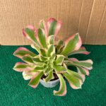 Aeonium Green Witch