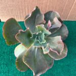 Echeveria Gibiflora