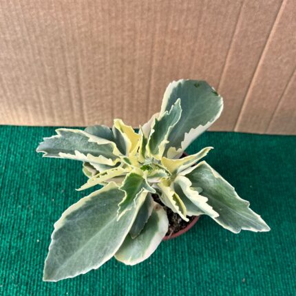 Kalanchoe Liciniata Variegata