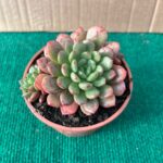 Echeveria Bashfull