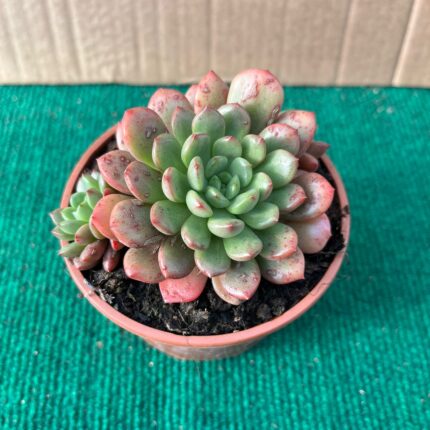 Echeveria Bashfull