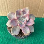 Echeveria Baby Face