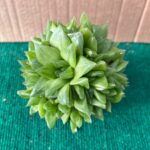 Haworthia