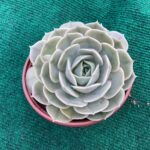 Echeveria