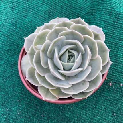 Echeveria