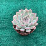 Echeveria Pink Edge