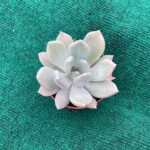Echeveria