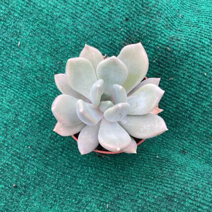 Echeveria