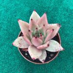 Agavoides