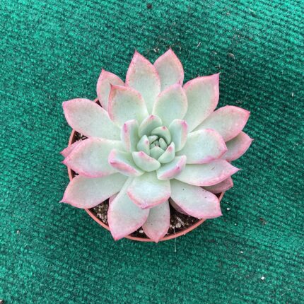 Echeveria