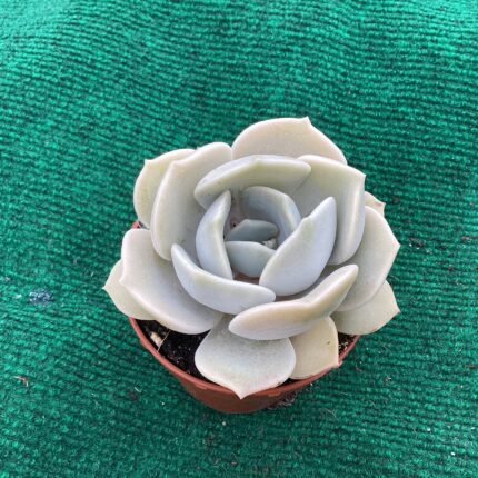 Echeveria