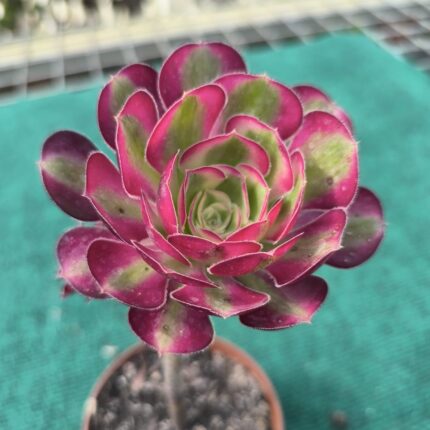 Aeonium Chanel - vaso 10.5 cm