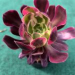 Aeonium Eden - vaso 10.5 cm