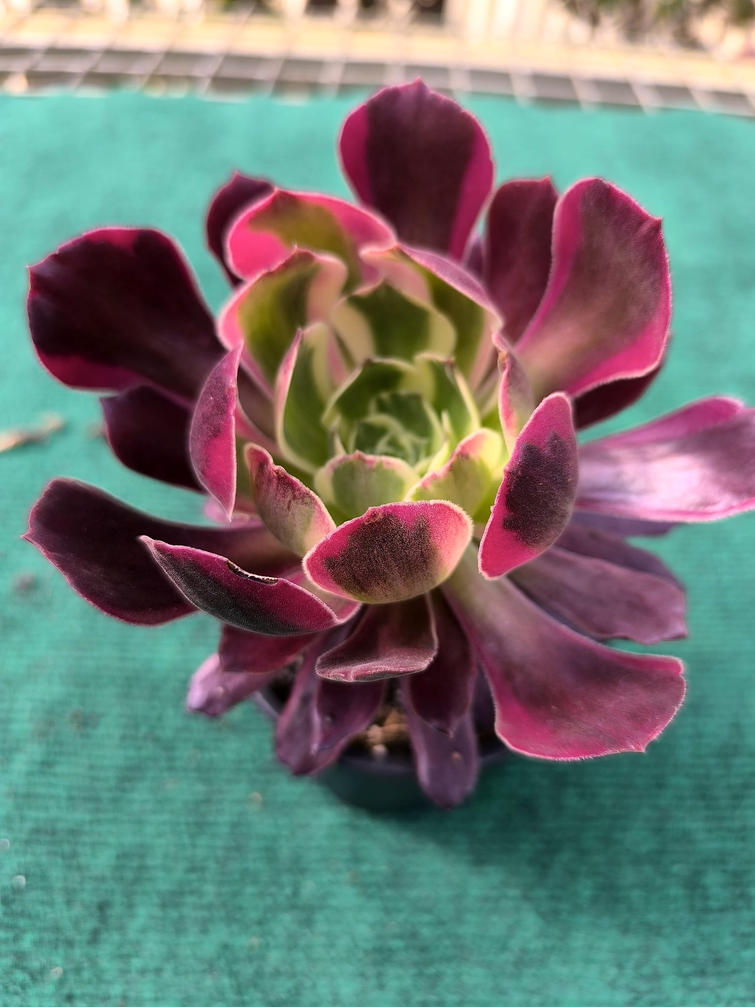 Aeonium Eden Aeonium Eden - vaso 10.5 cm - Image 1