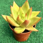 Echveria Agavóides - vaso 5.5 cm